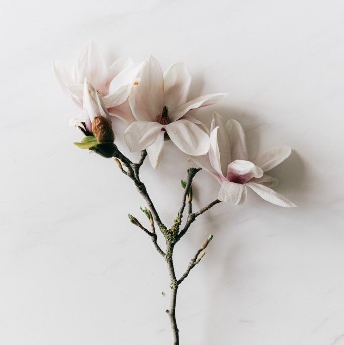 Taaza White